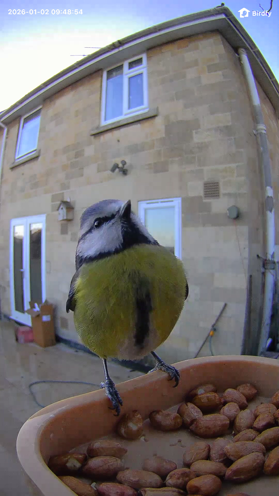 Sample image from the Birdfy Rookie feeder