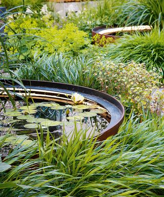 container pond with water lilies and marginal planting