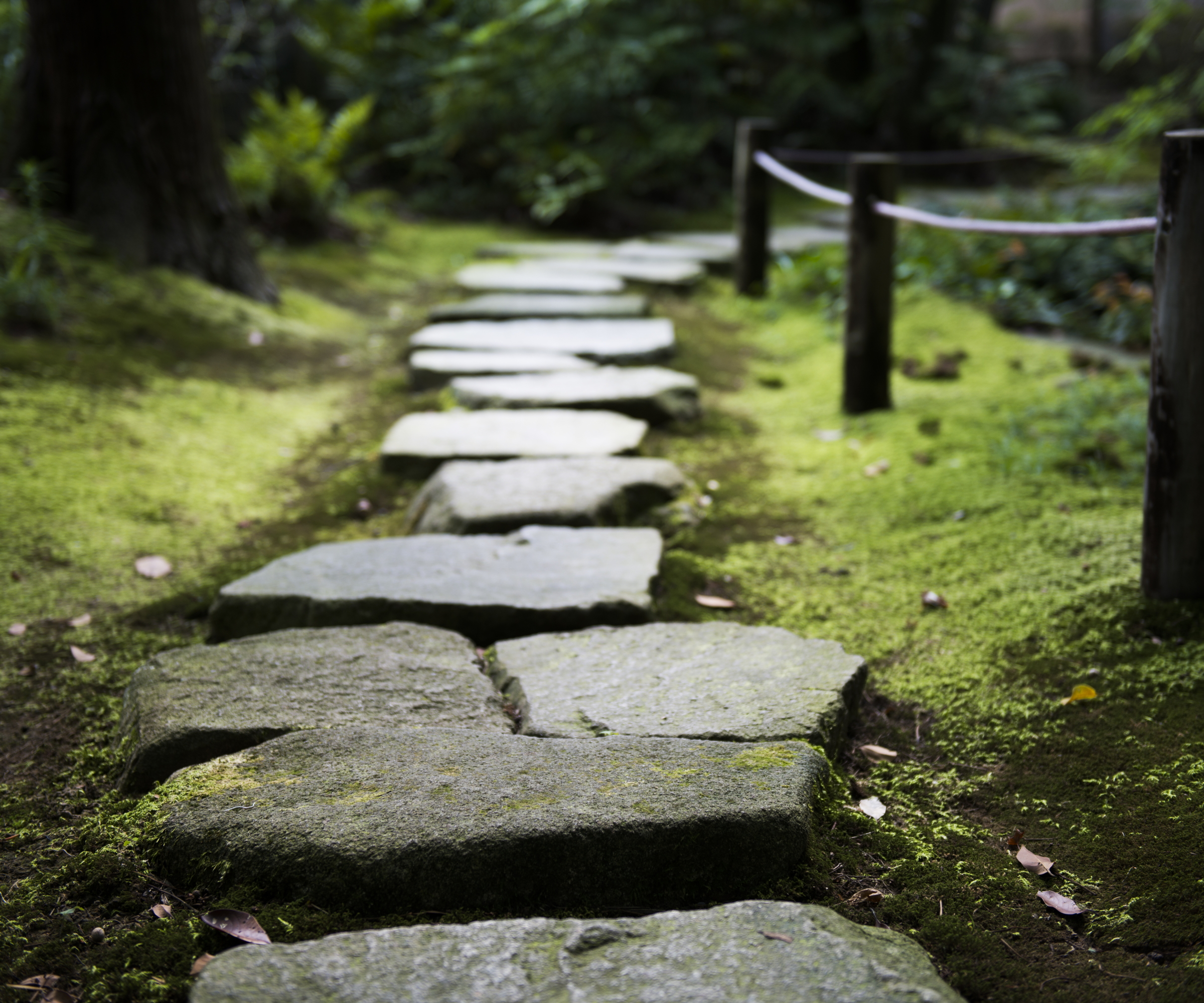 Stepping stones surrounded by moss in a quiet Japanese garden