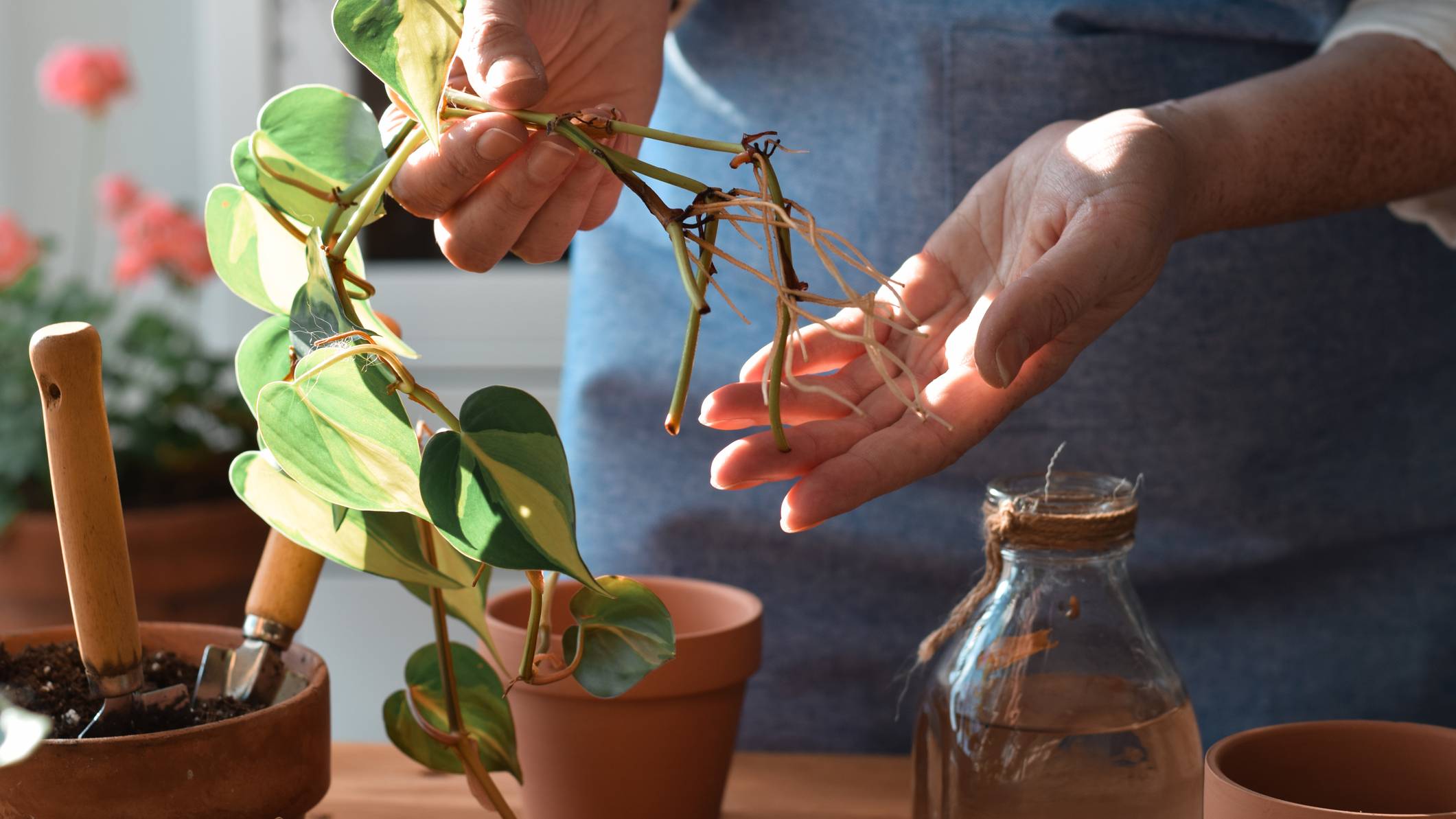 Hands holding a philodendron cutting with new roots