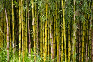 bamboo in a garden