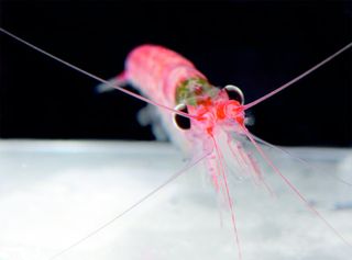 A pink Antarctic krill.