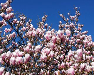 Saucer magnolia (Magnolia x soulangiana) in bloom