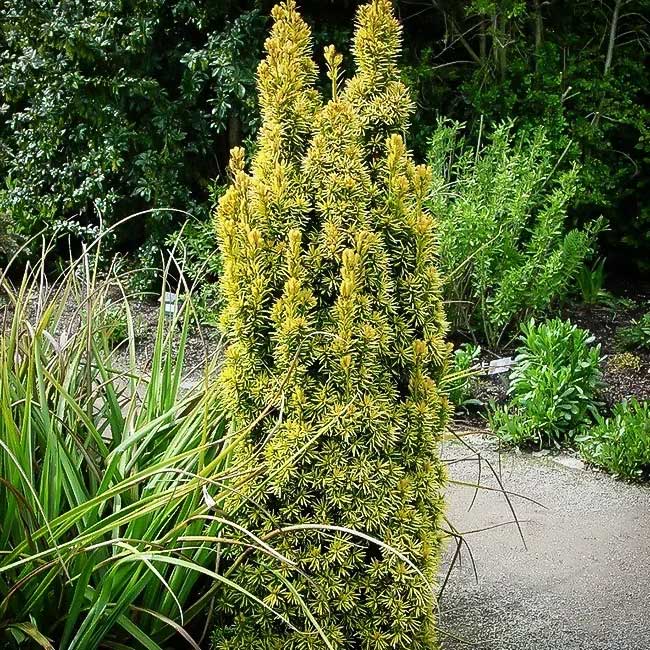 golden english yew