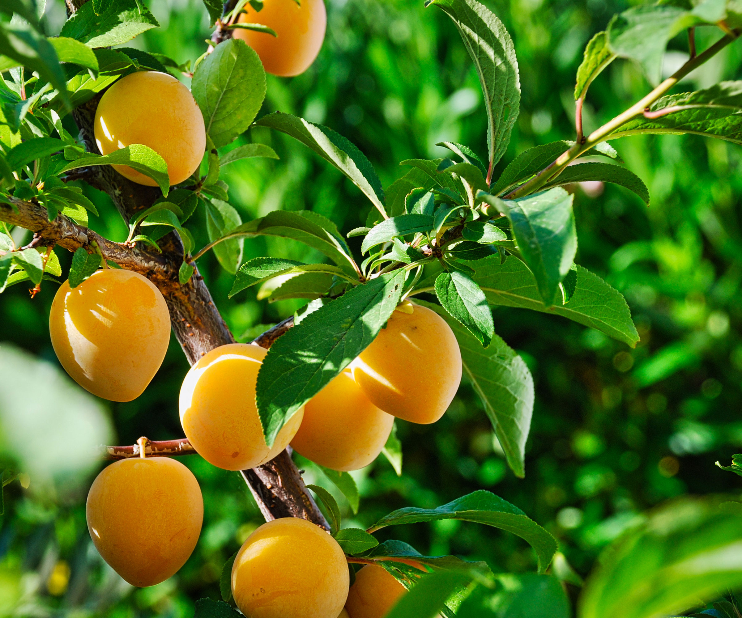 loquat tree showing golden yellow fruits hanging from branches