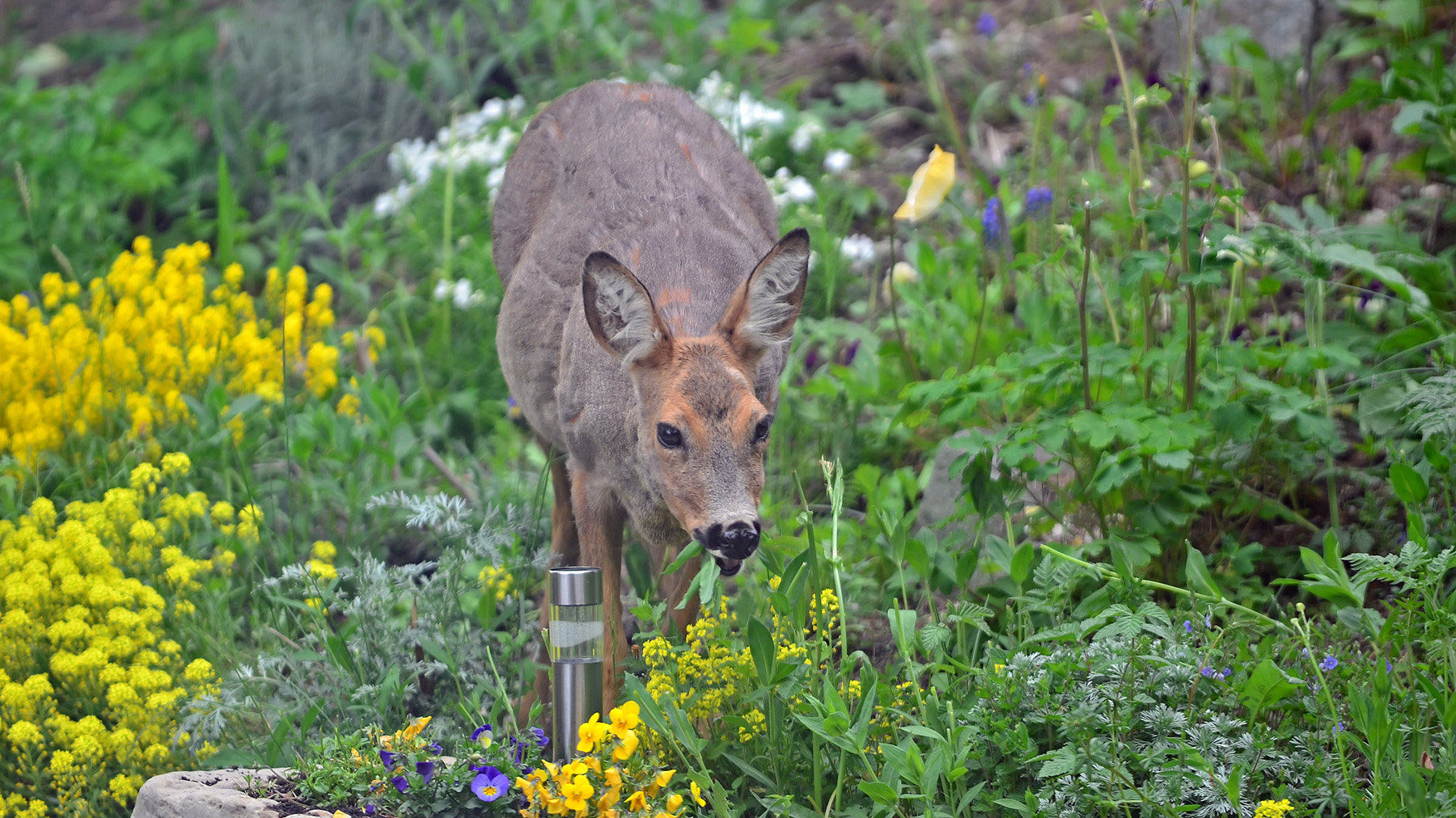 Deer chewing plants in garden