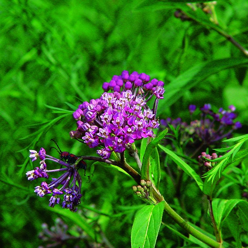 Purple Swamp Milkweed