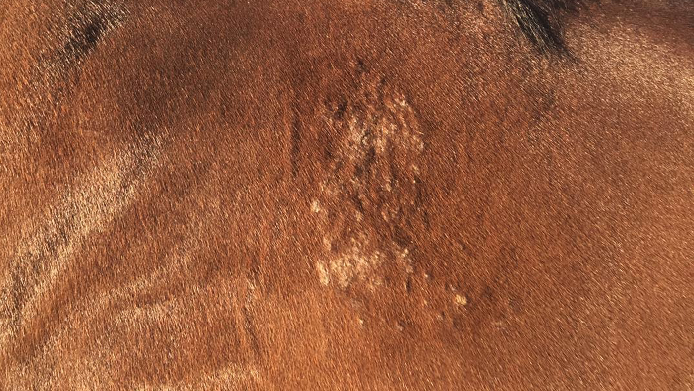 Ringworm.