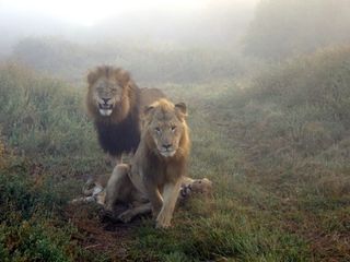 A male and female lion stand over a lion cub in Eastern Cape, South Africa. This is where a pride of lions slaughtered at least three poachers who entered the Sibuya Game Reserve to hunt rhino horns.