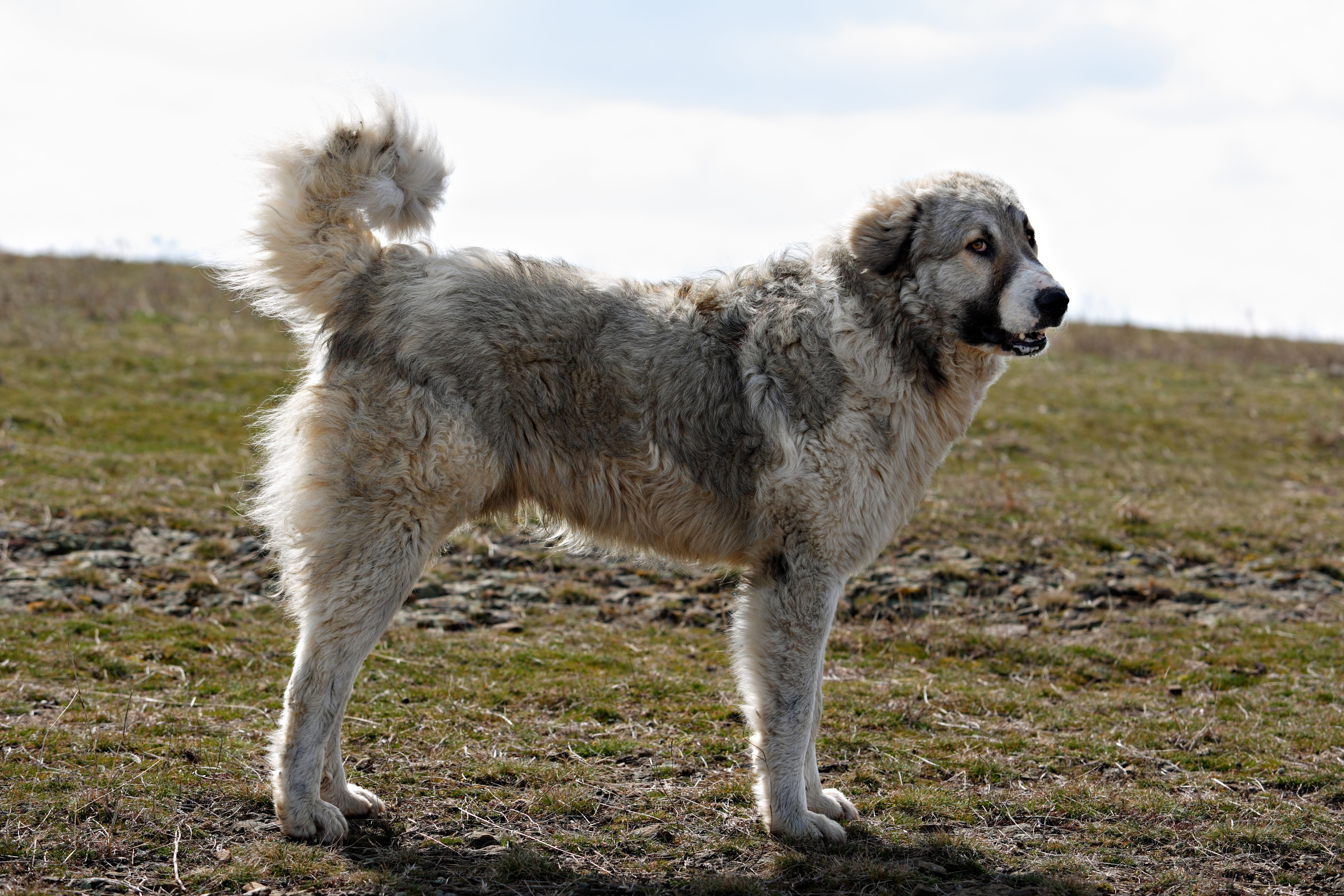 Bulgarian Shepherd dog on hillside