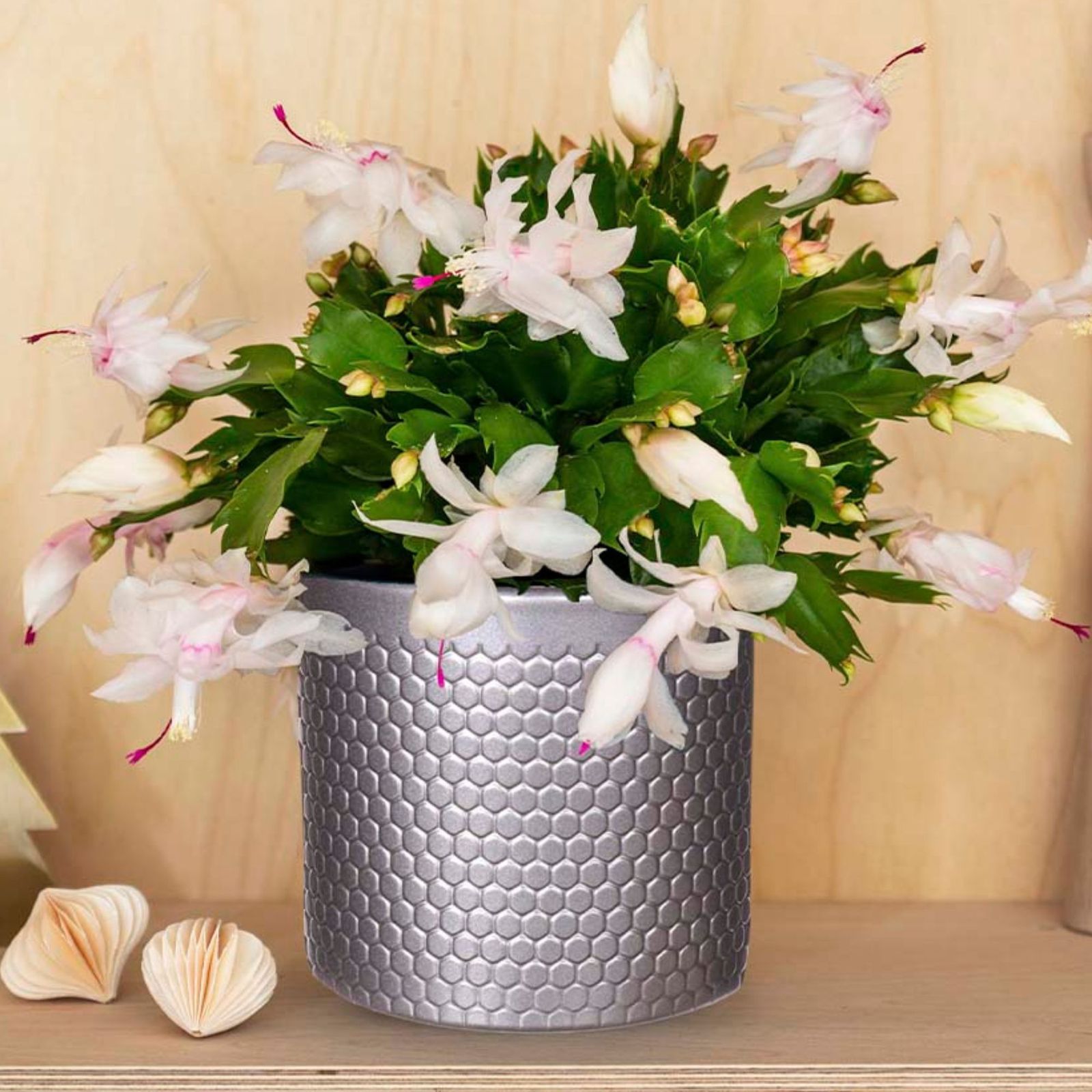 How to perk up a droopy Christmas cactus Ideal Home