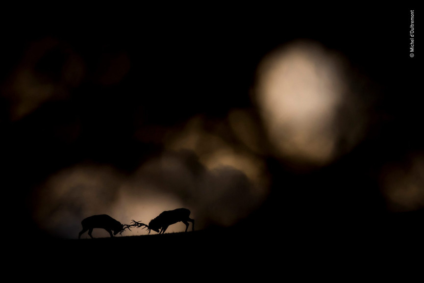 michel-doultremont-wildlife-photographer-of-the-year-1556647235-HIbG-column-width-inline