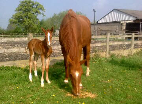 oppy baby