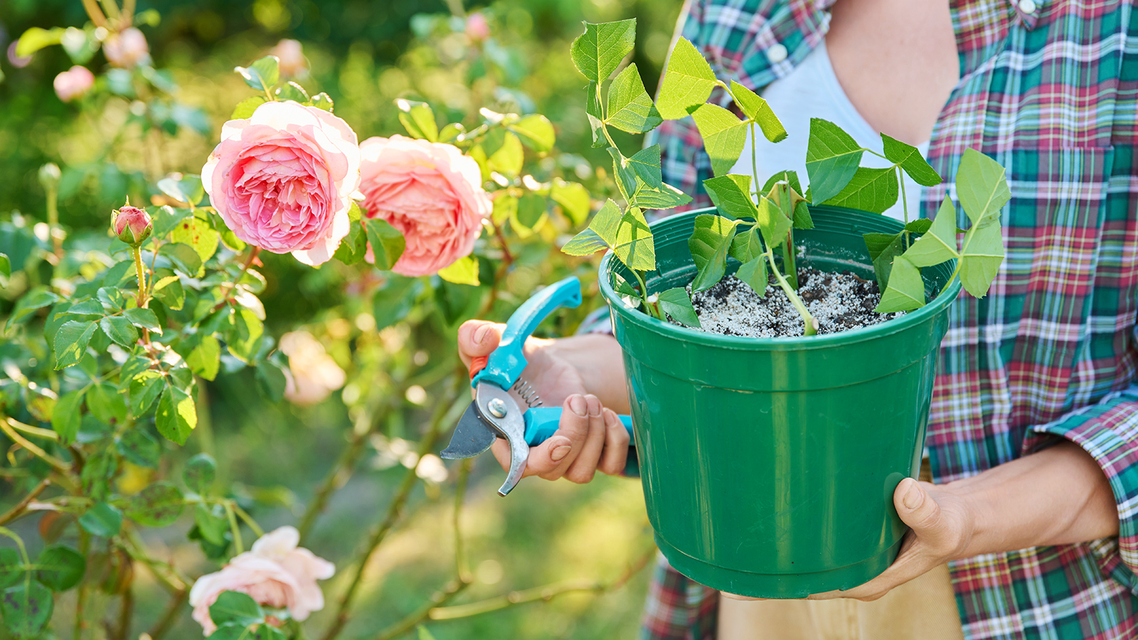 Gardener propagates roses by stem cuttings