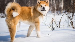 an Akita Inu stands in the snow and faces the camera