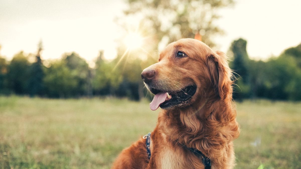 Golden retriever in park