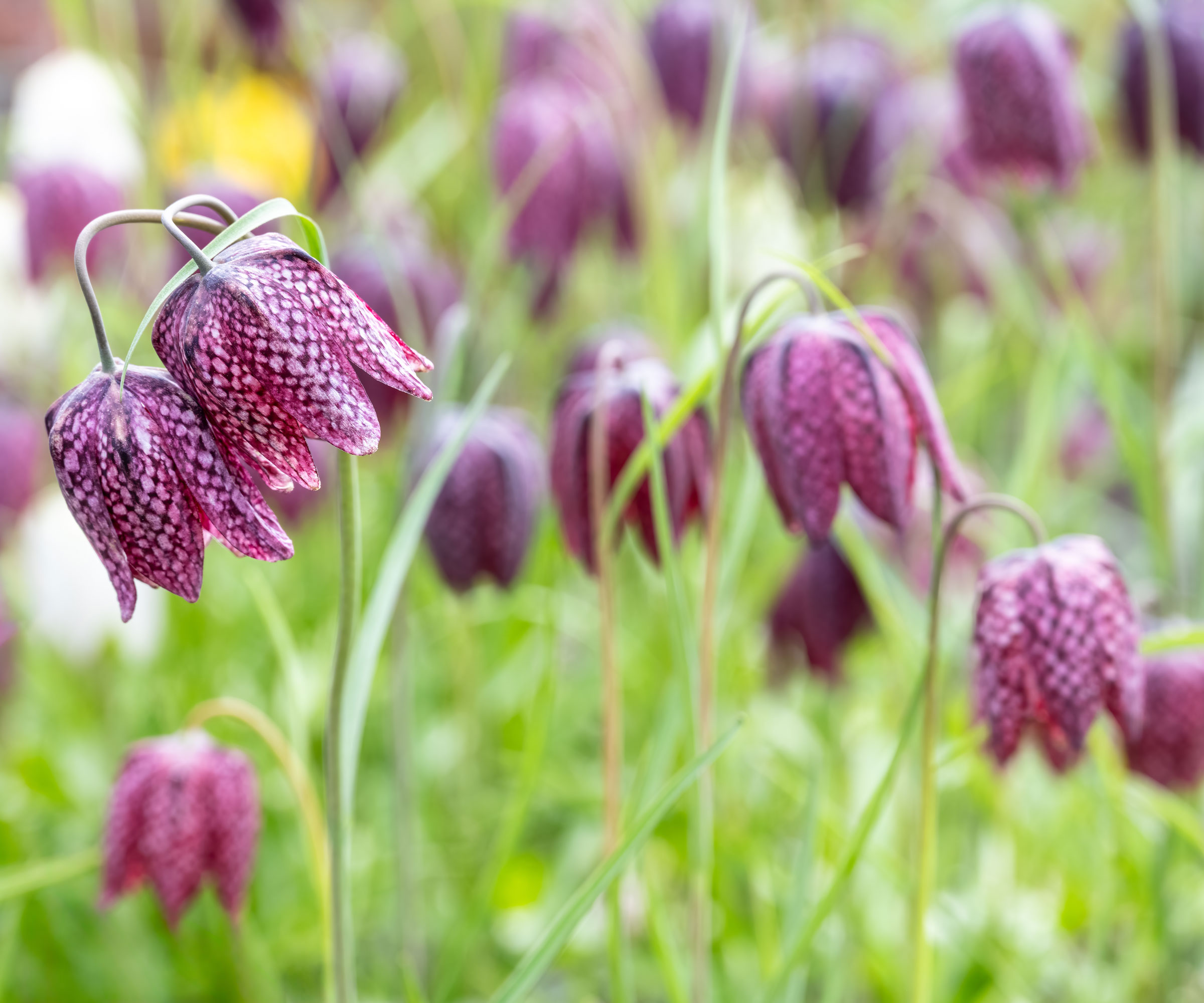 fritillaria plants with deep purple flowers