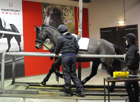 A horse cantering on the Sato high-speed treadmill with two of our student volunteers
