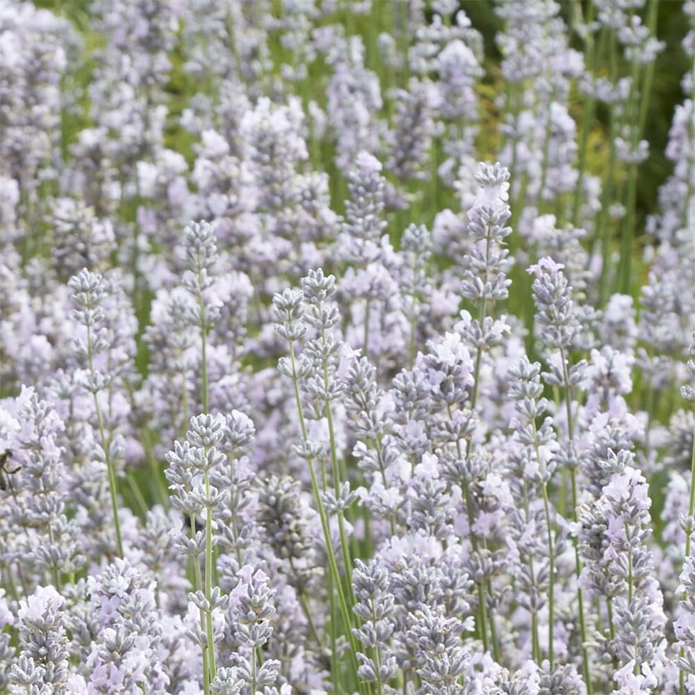 Lavandula Angustifolia 'miss Katherine'