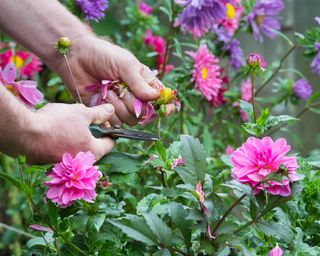 Deadheading pink dahlia flowers