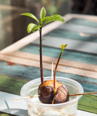 Avocado plant seed sprouting and growing in plastic cup with water