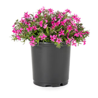 Lowe's Multicolor Phlox Plant