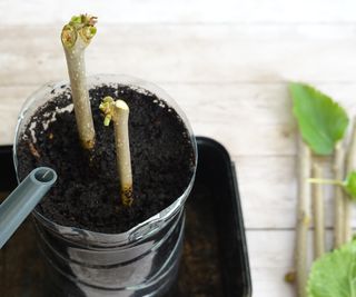 Mulberry tree cuttings with green buds forming