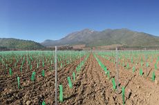Santa Rita Chile: New plantings alluvial vineyard terraces