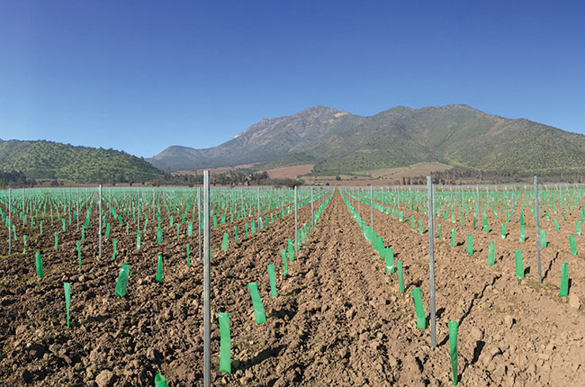 Santa Rita Chile: New plantings alluvial vineyard terraces