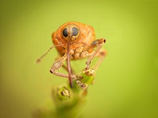 GuruShots - Moments in Macro