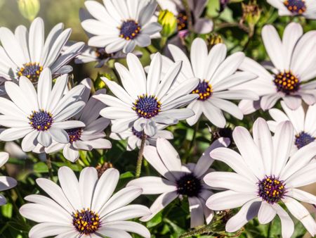 White Arctotis African Daisies