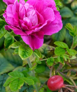 Rosa 'Hansa' with a rose hip