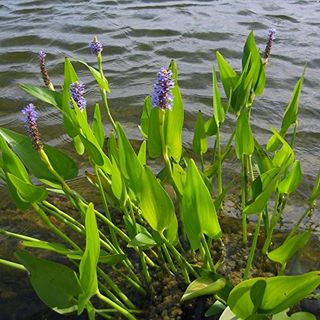 Generic Pickerelweed Pontederia Cordata 20 Seeds for Planting