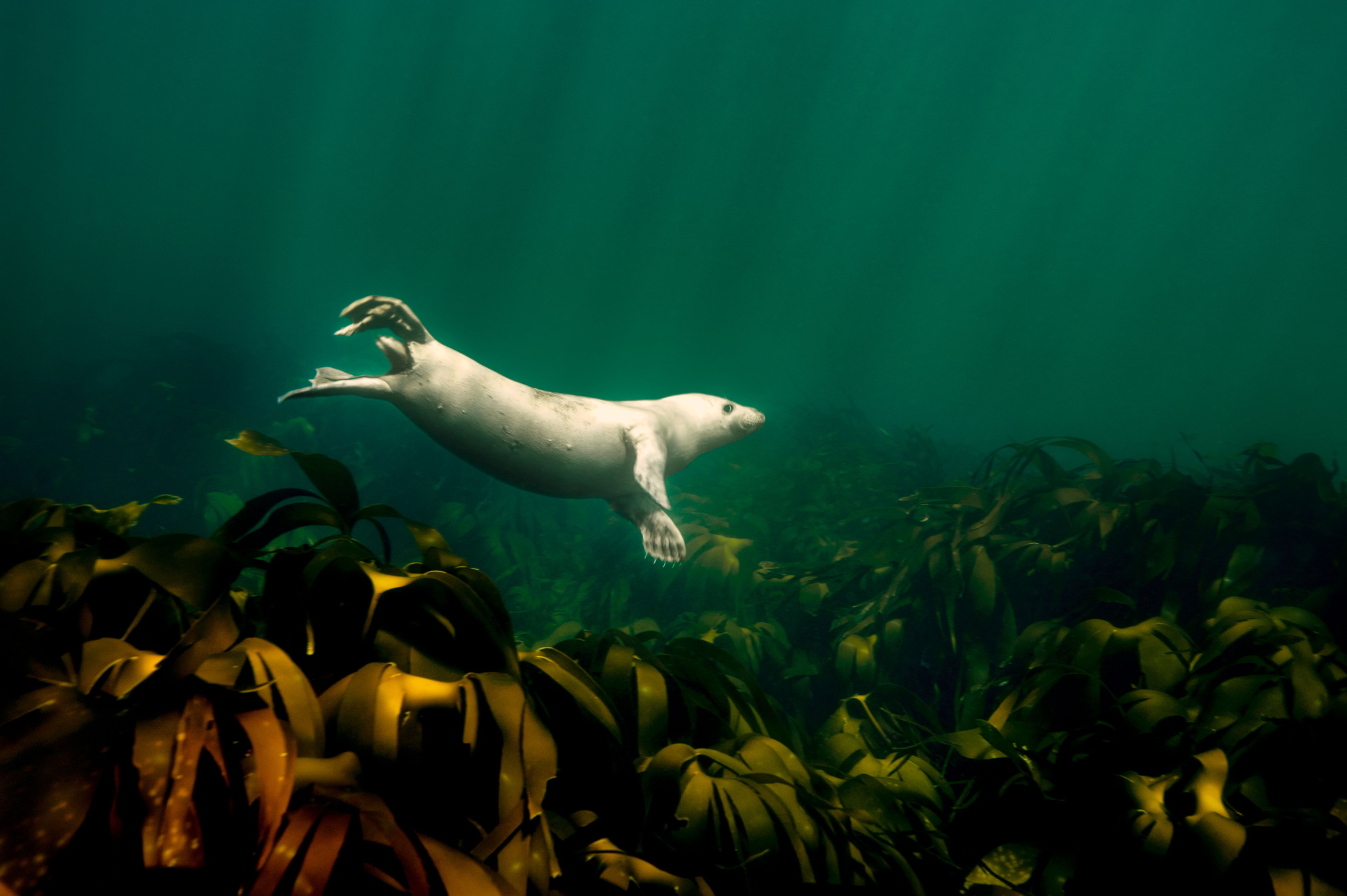 A seal underwater looking adorable