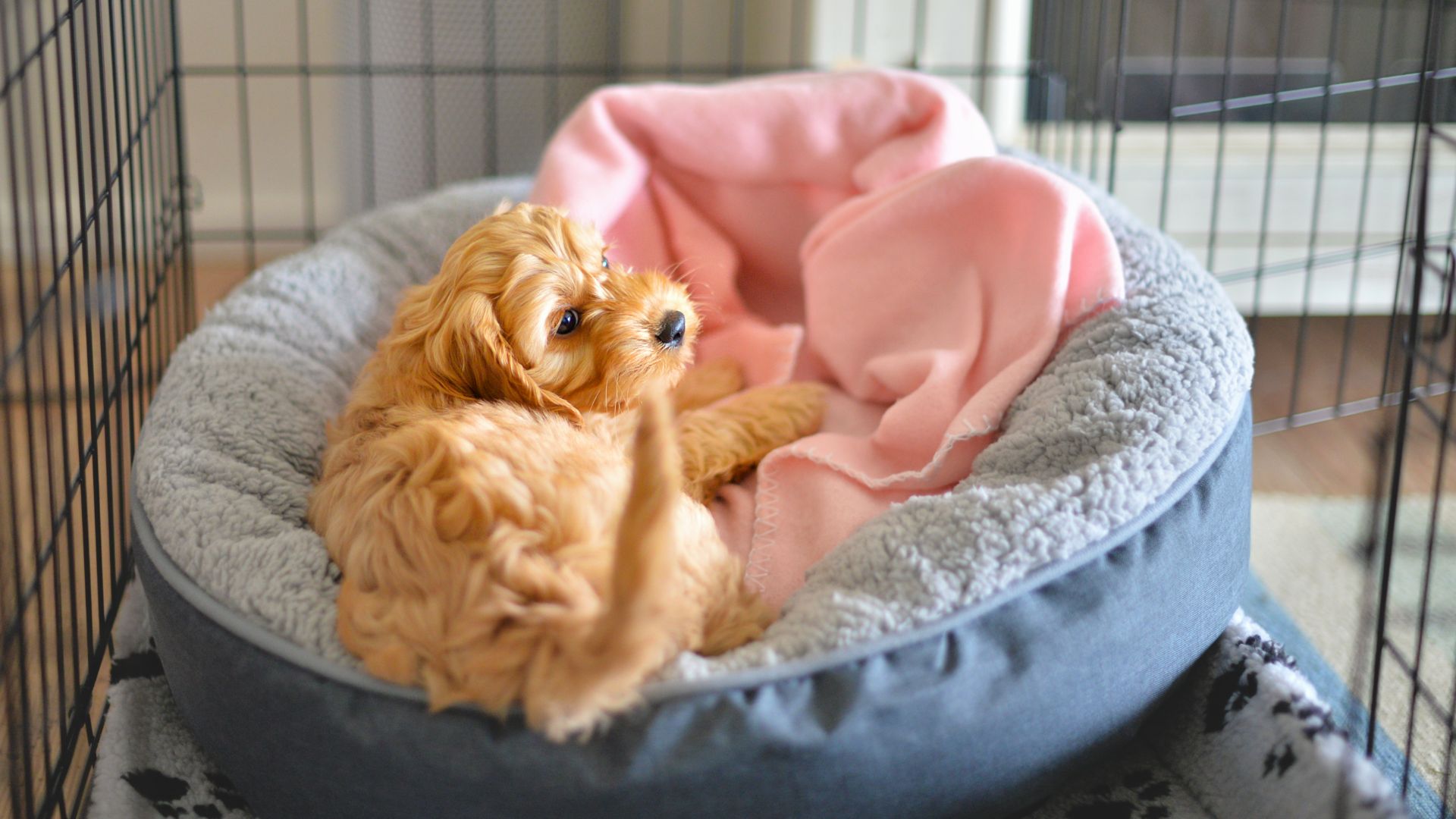 poodle mix puppy in a comfy bed in a crate
