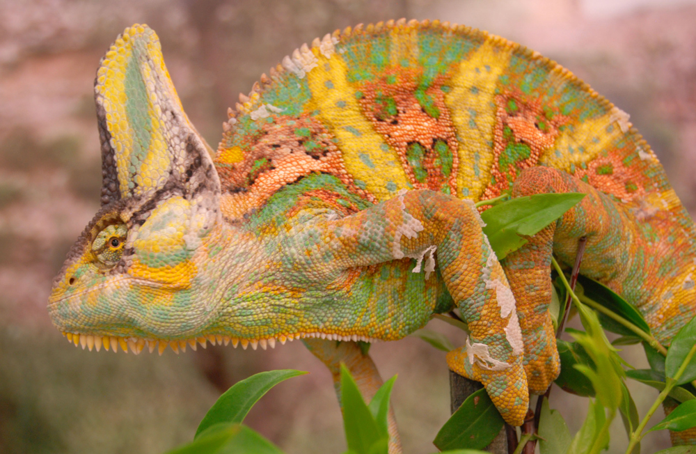 In Images: Colorful Chameleons Change Colors During Combat | Live Science