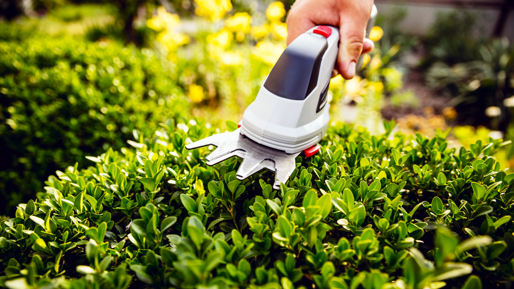 Hand holding cordless trimmer gardening tool to prune box shrub