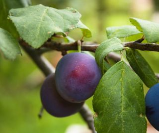 Damson on tree