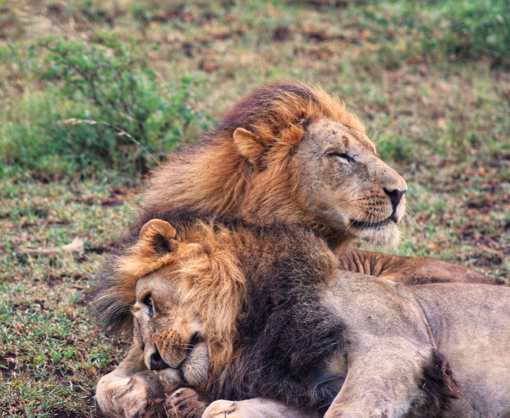 two male lion brothers snuggling