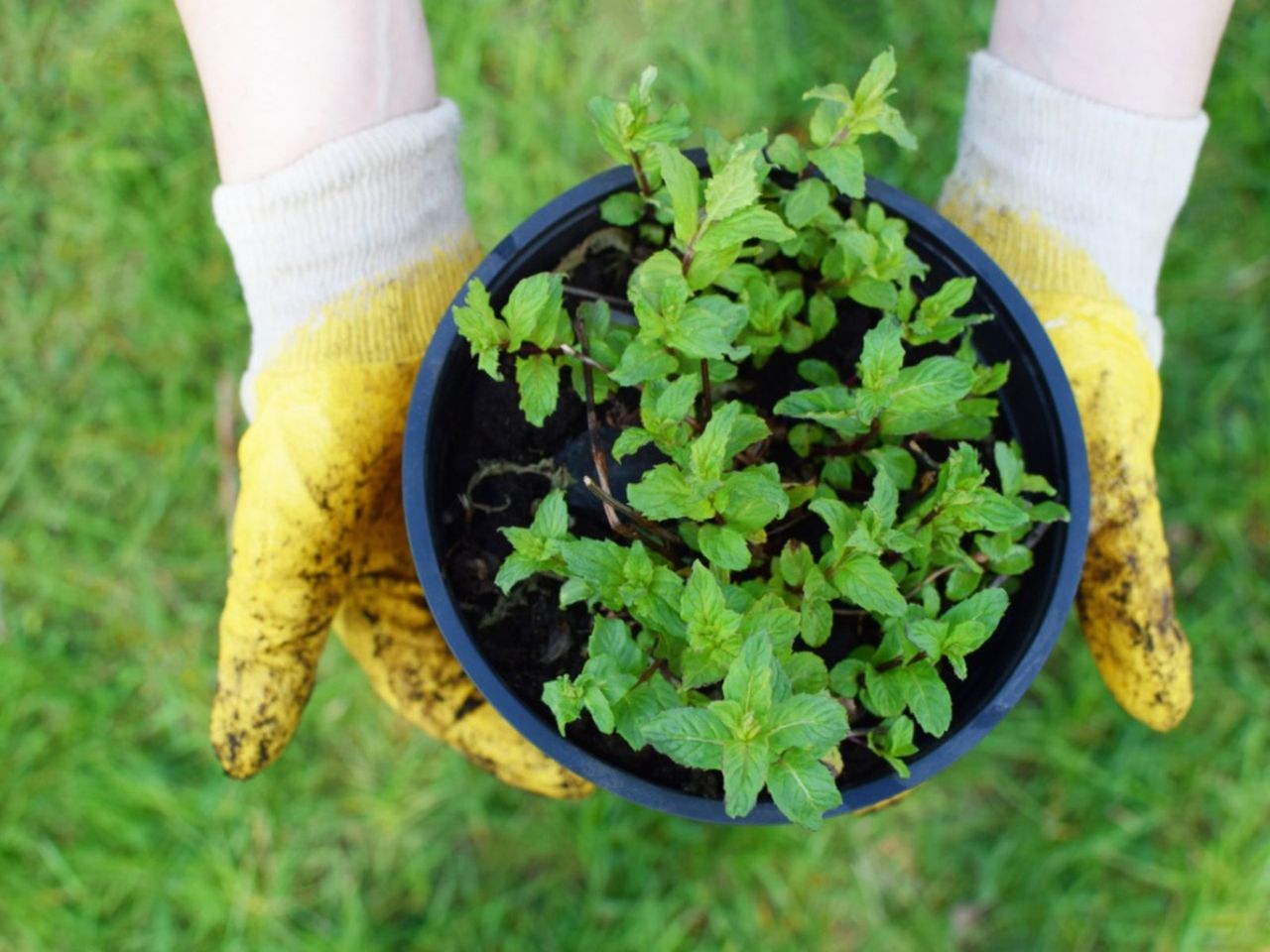 Gloved Hands Holding A Potted Plant