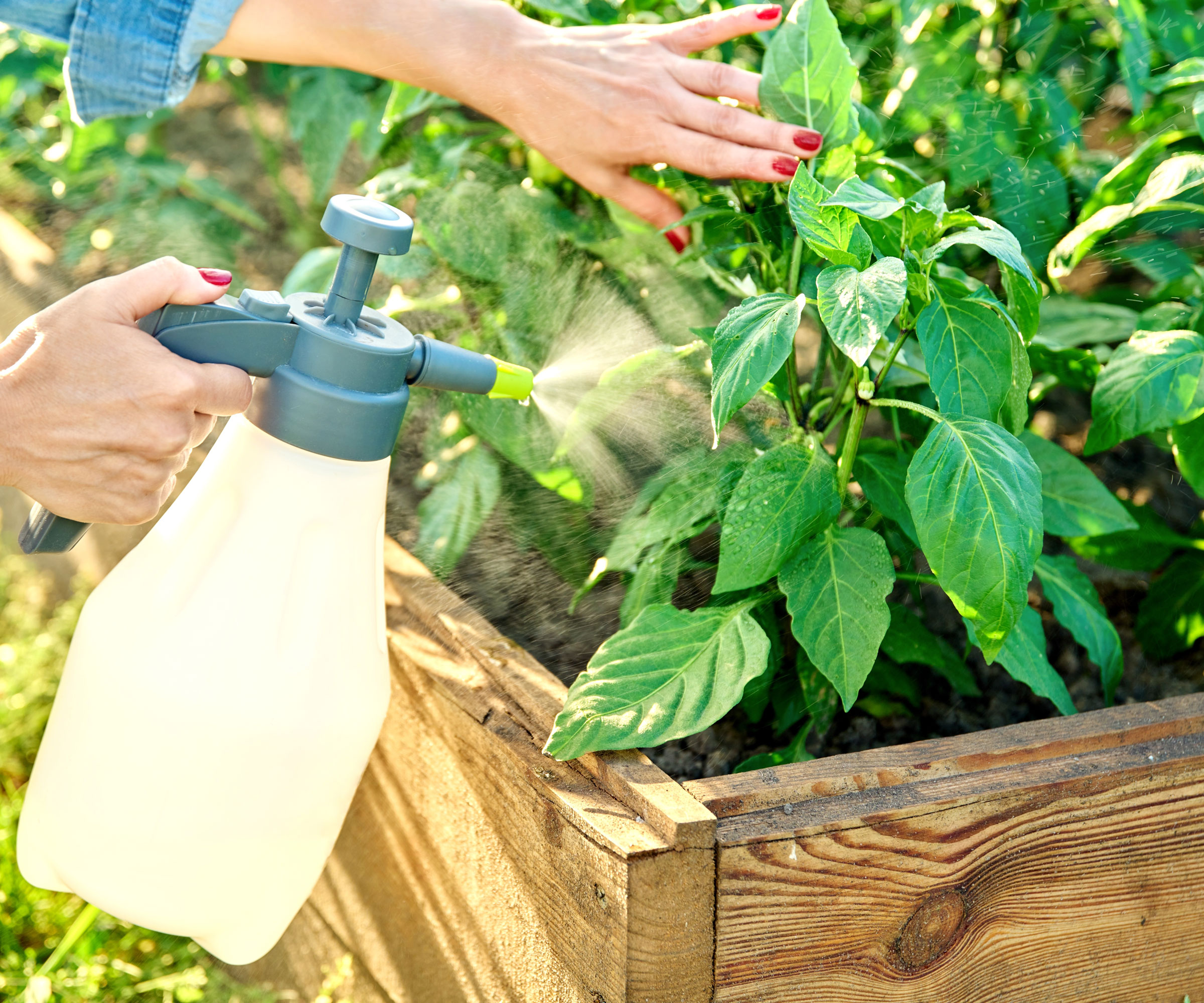 spraying bell pepper plants in large wooden tub