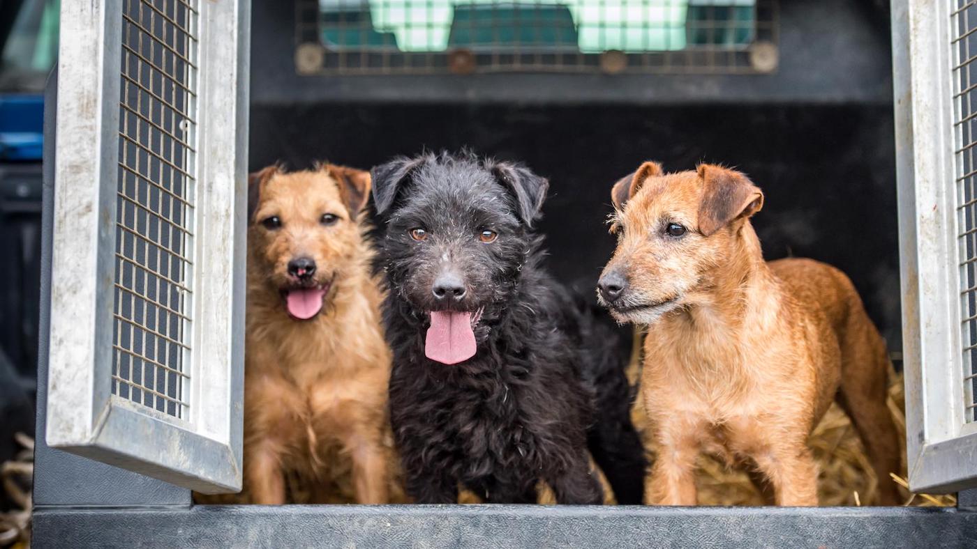 Three Lakeland Terriers, two wheaten and one black
