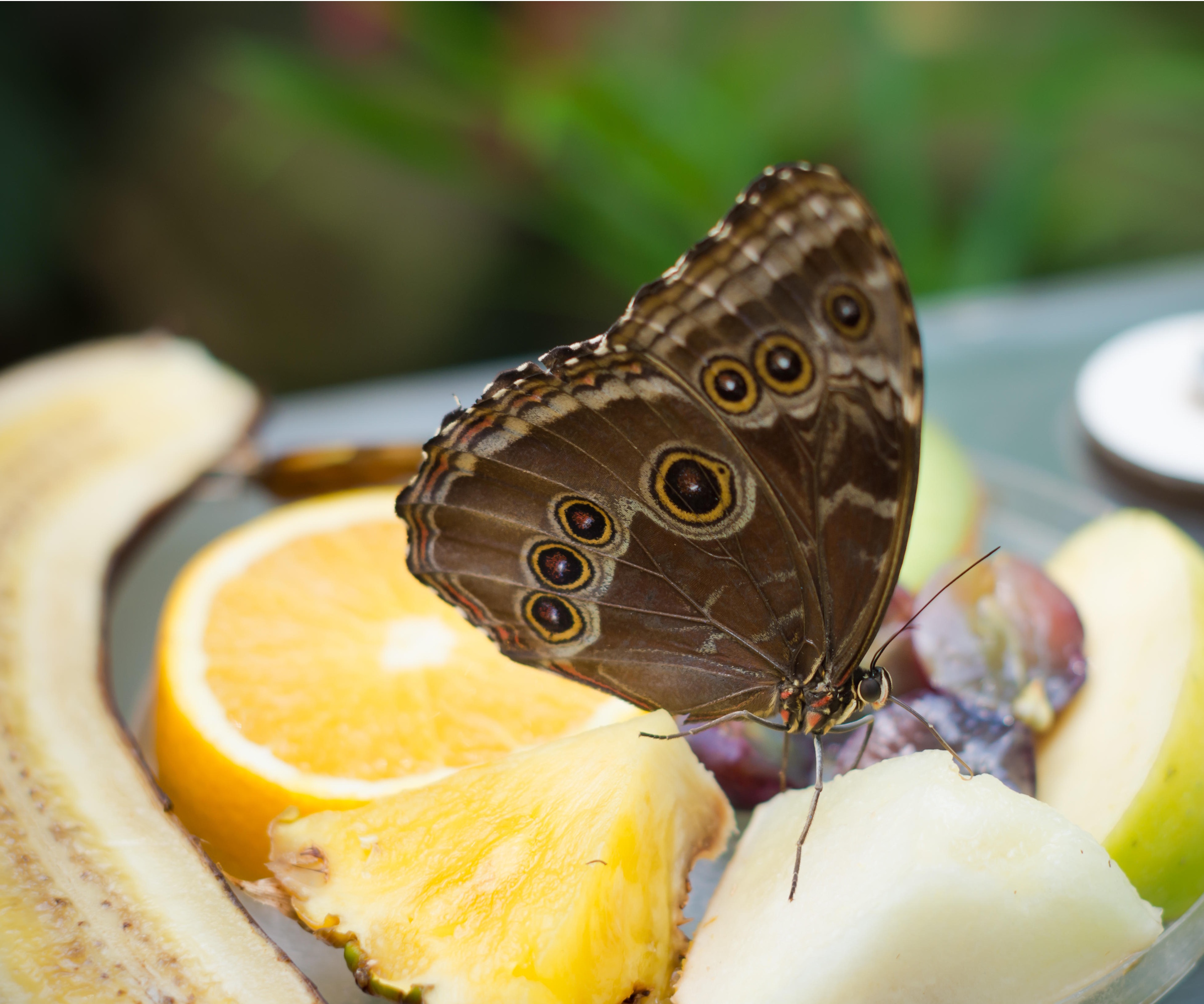 Fruit salad for butterflies