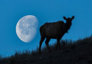 A setting Moon and elk at Mammoth Hot Springs in Yellowstone National Park in Wyoming in March 2015.