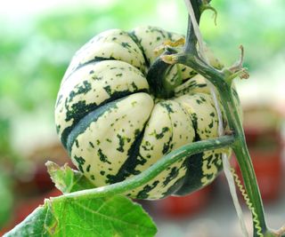 carnival squash fruit growing on plant stem