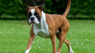 a red and white boxer trots across the grass