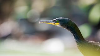 A bird highlighted in front of a shallow depth of field