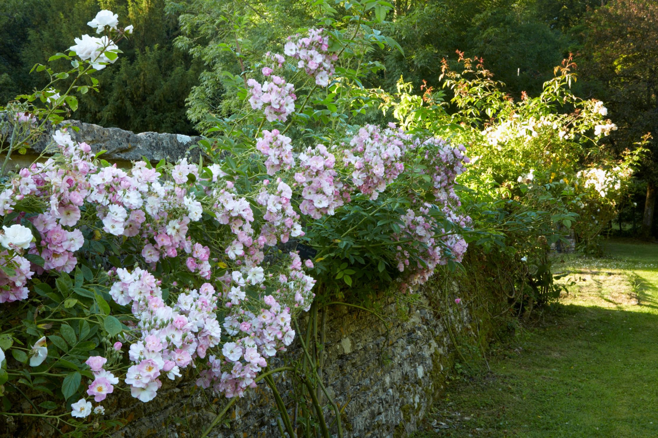 How the 'greatest gardener ever' helped make British roses as we know ...