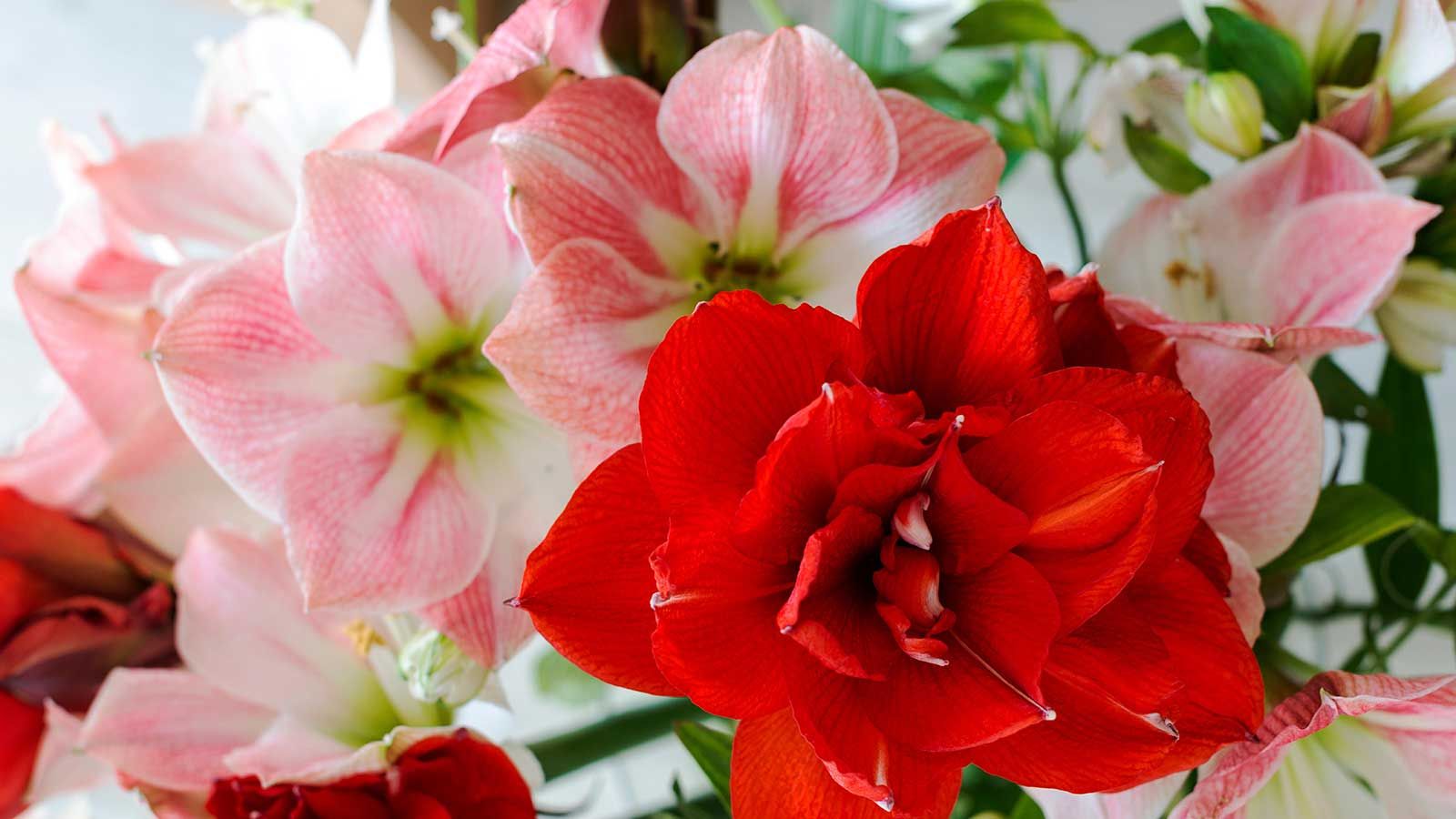 What do you do with an amaryllis after it blooms?