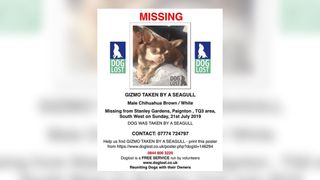 a missing dog poster for a dog who was eaten by a chihuahua